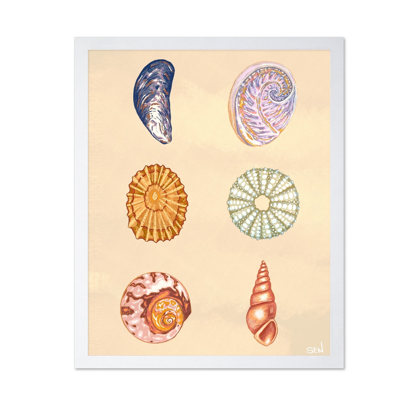 Seashell Collection