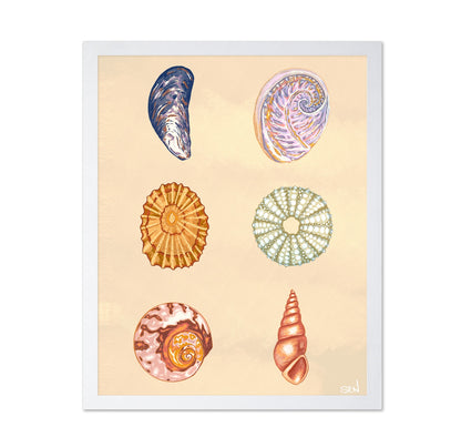 Seashell Collection
