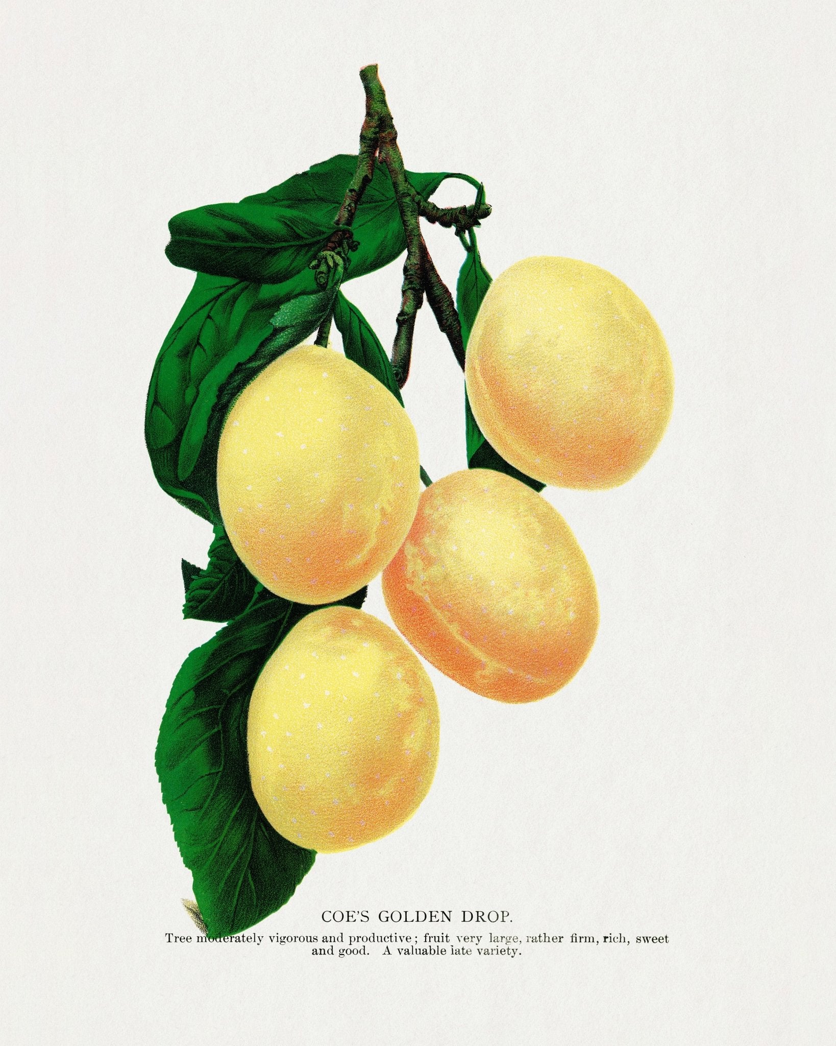 Golden Plum Branch