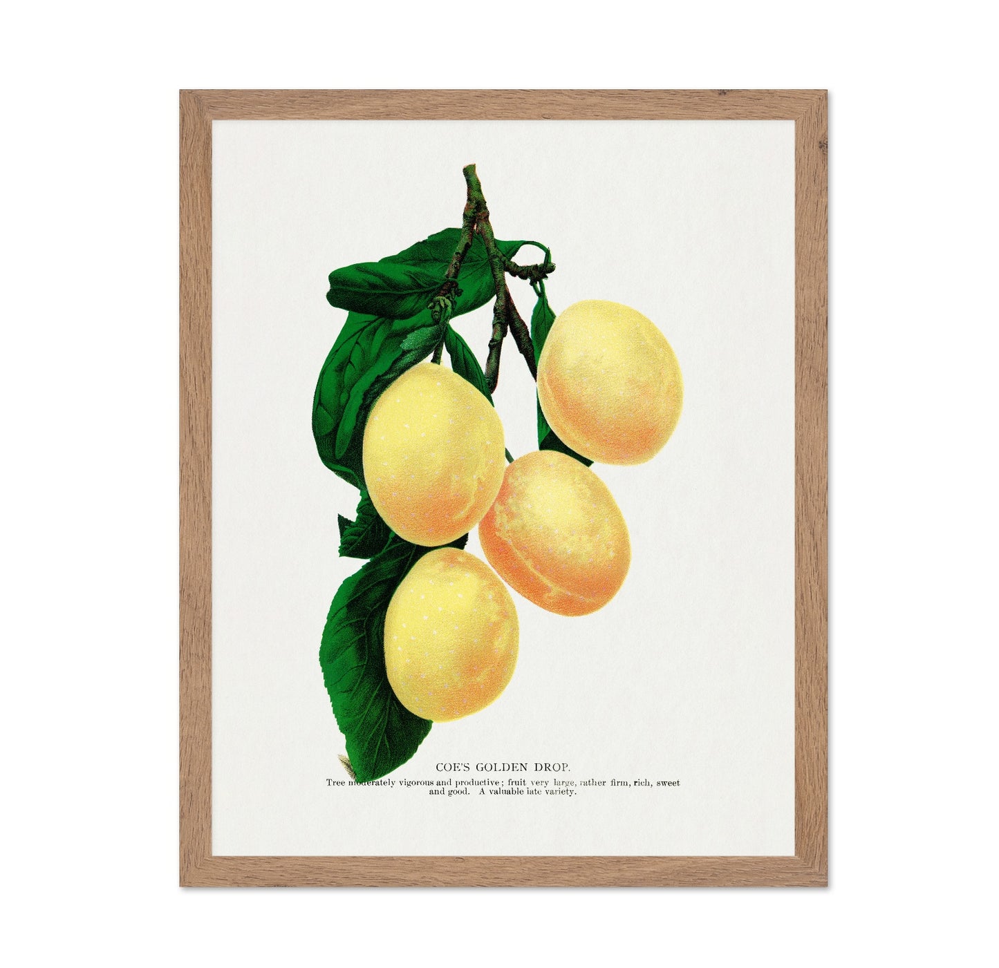 Golden Plum Branch