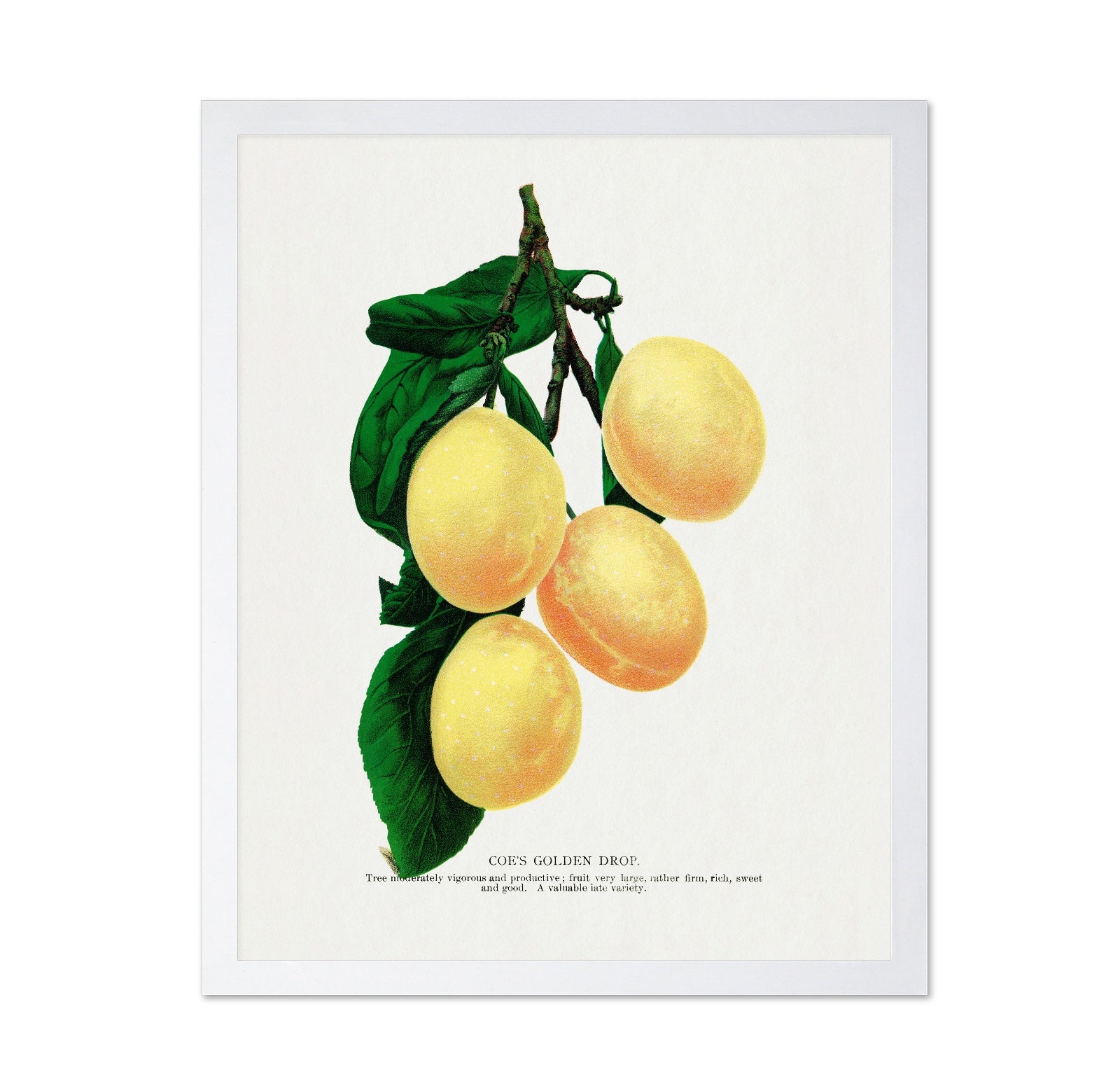 Golden Plum Branch