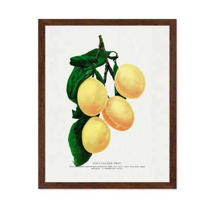 Golden Plum Branch