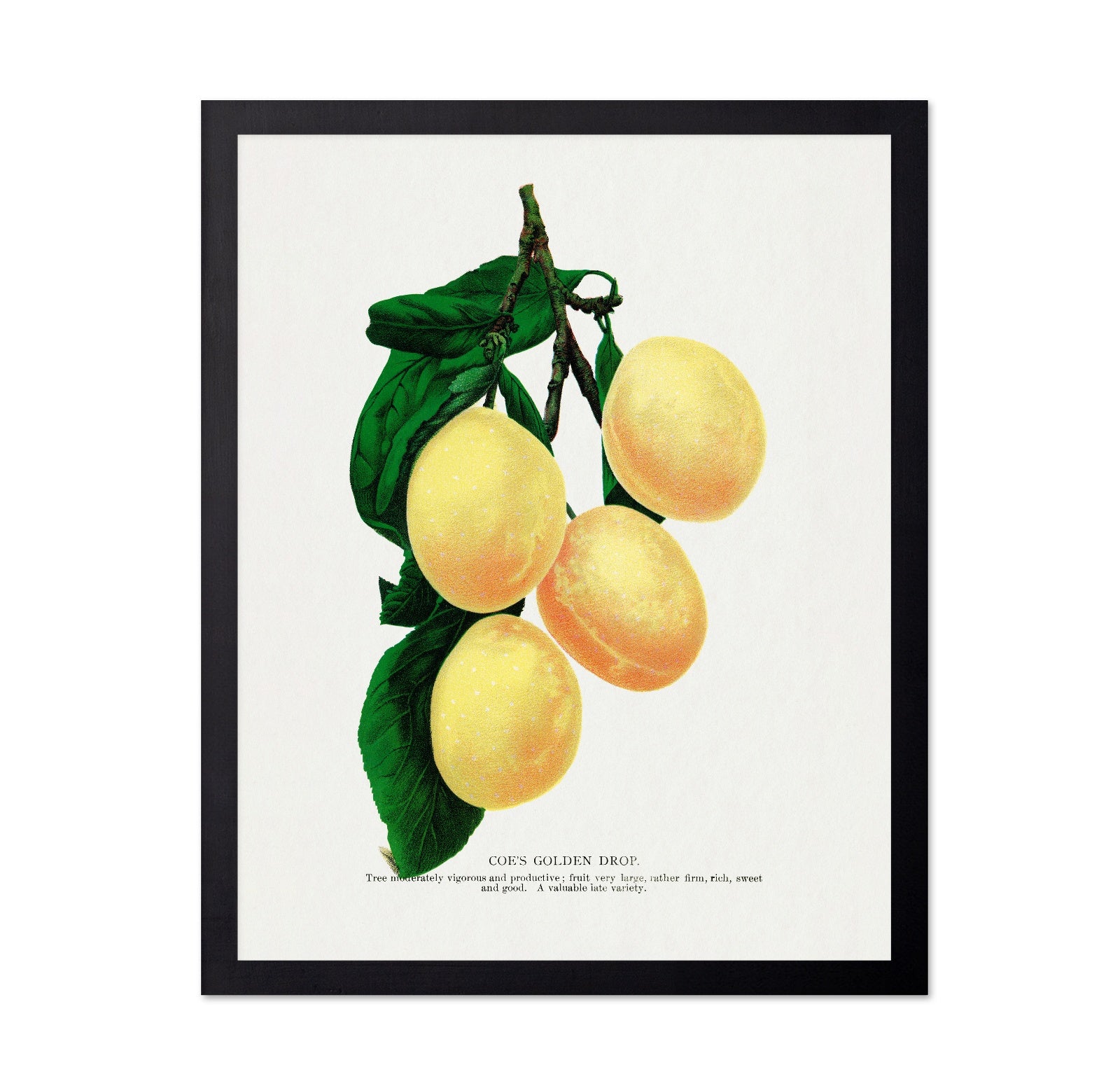 Golden Plum Branch