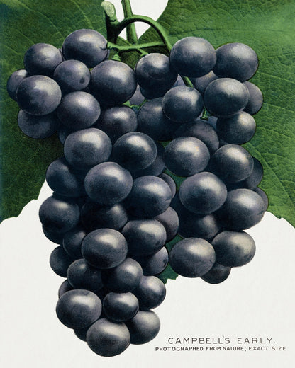 Dark Grape Cluster