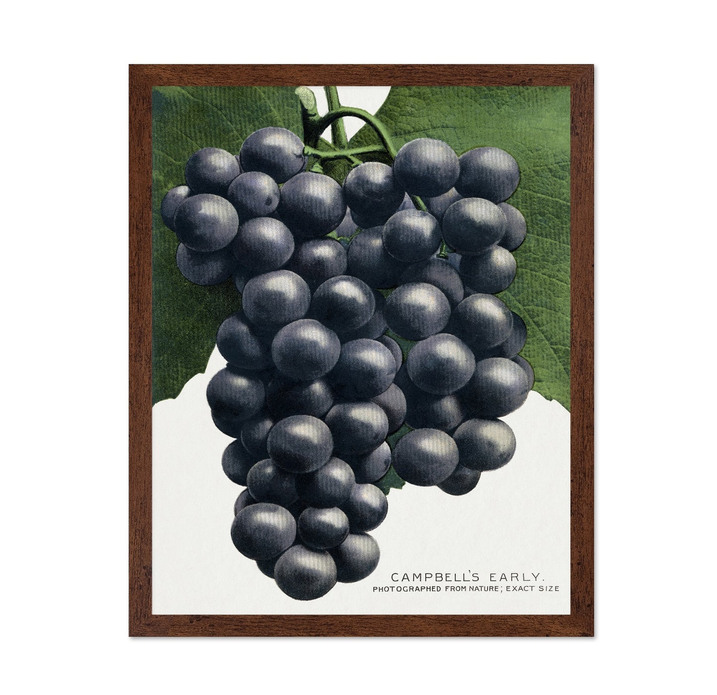 Dark Grape Cluster