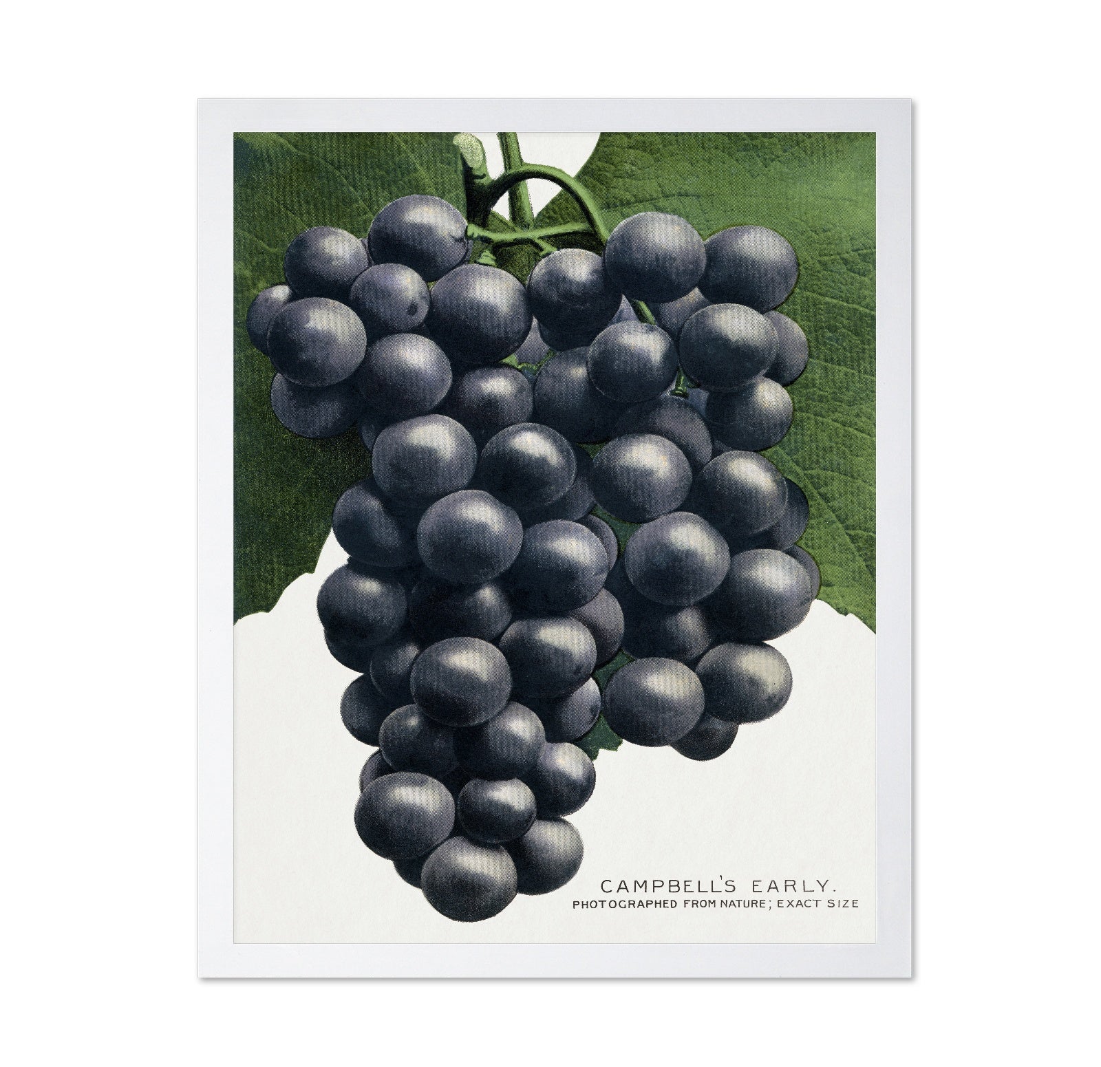Dark Grape Cluster