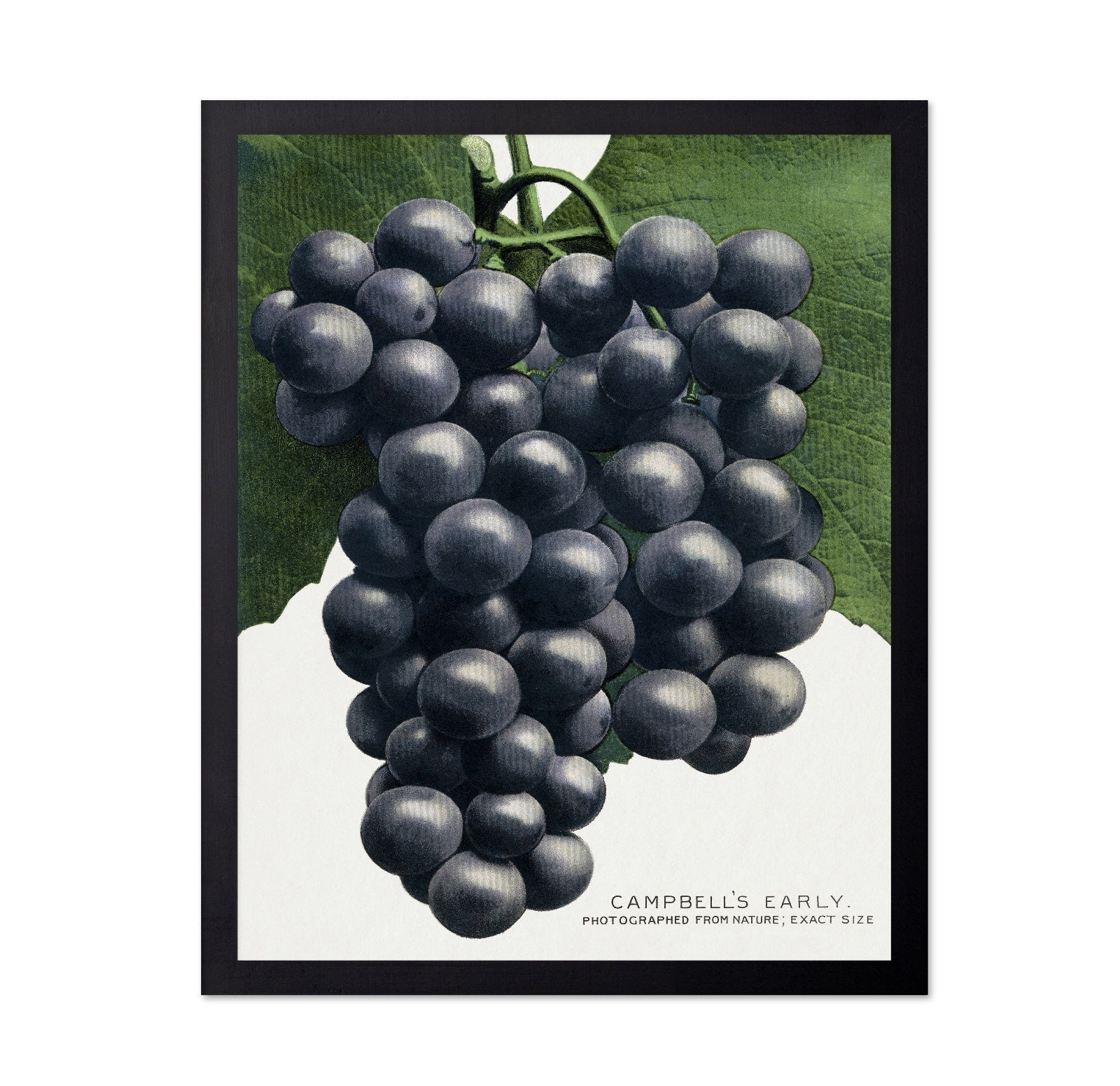 Dark Grape Cluster