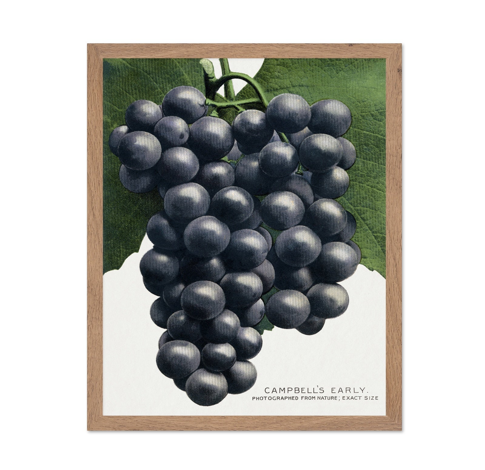 Dark Grape Cluster
