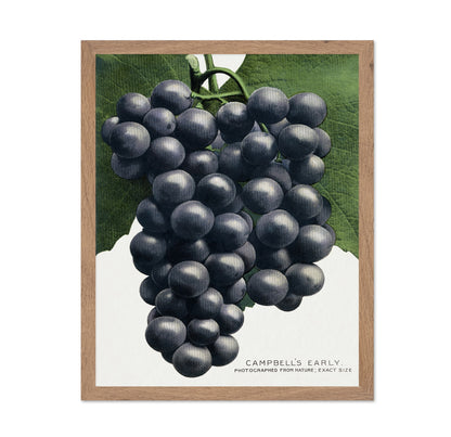 Dark Grape Cluster