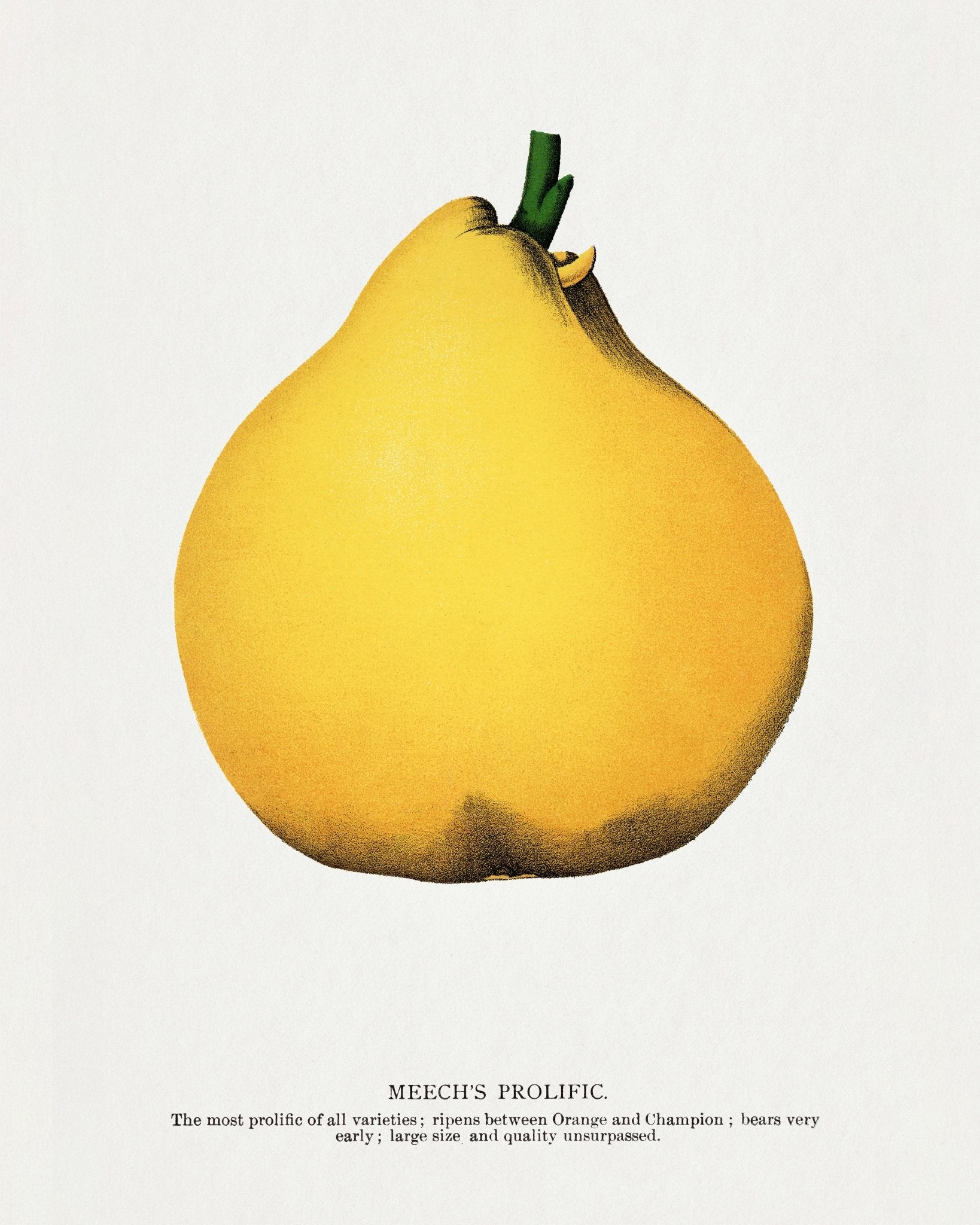 Yellow Pear Study