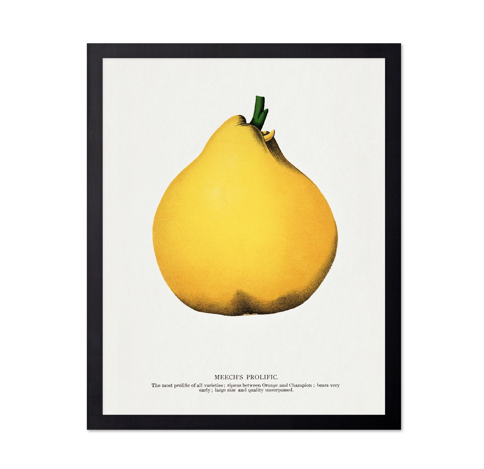 Yellow Pear Study