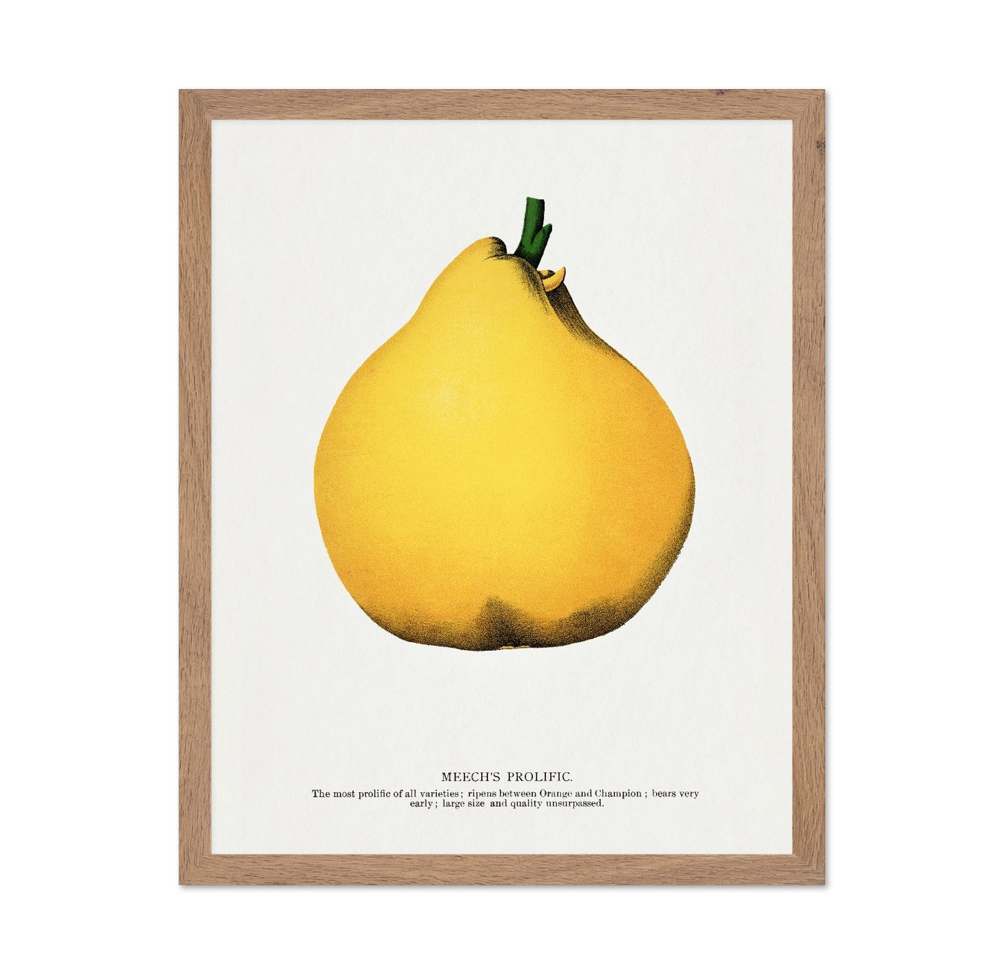 Yellow Pear Study