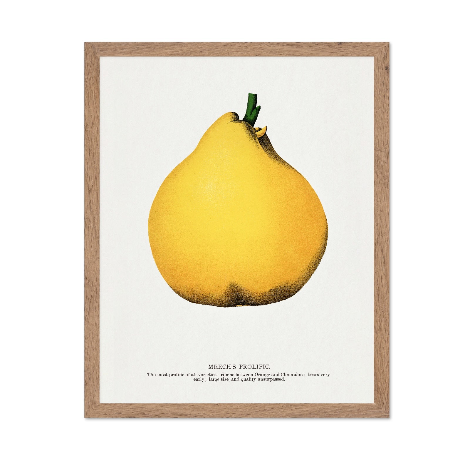 Yellow Pear Study