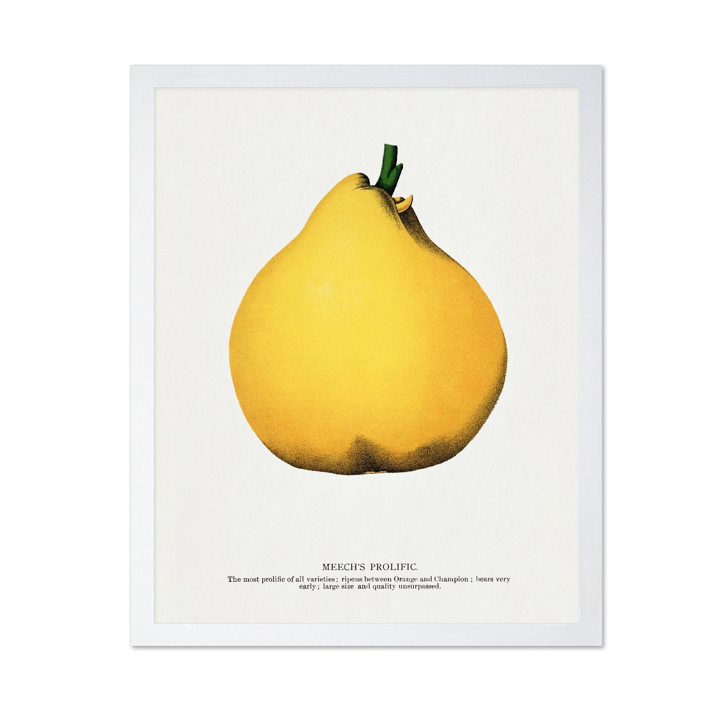Yellow Pear Study