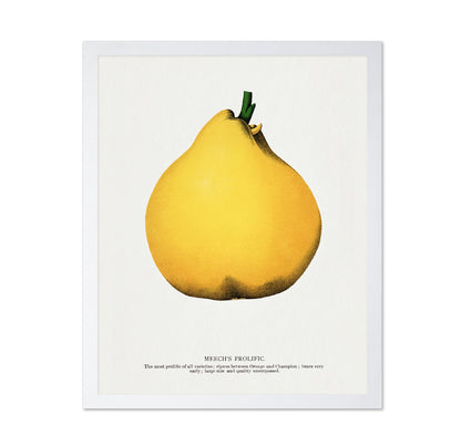 Yellow Pear Study