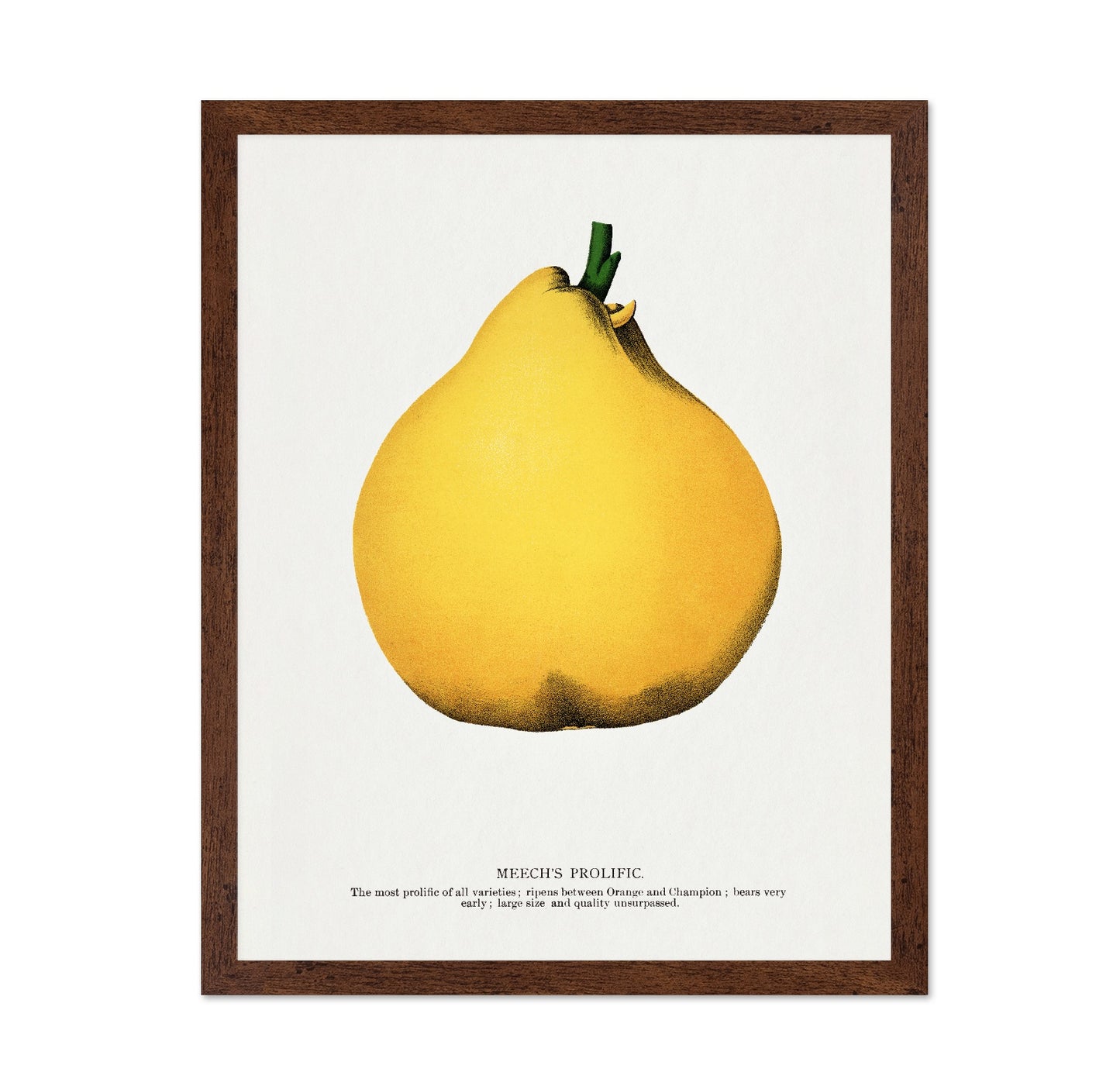 Yellow Pear Study