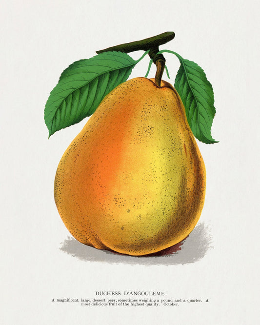 Golden Pear Fruit