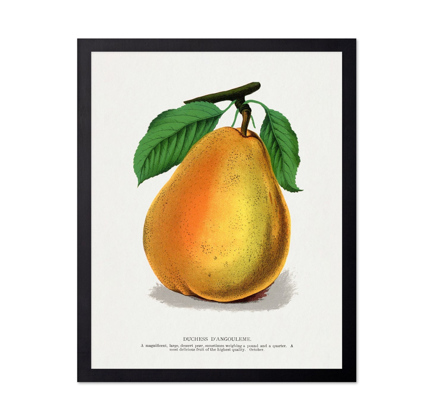 Golden Pear Fruit