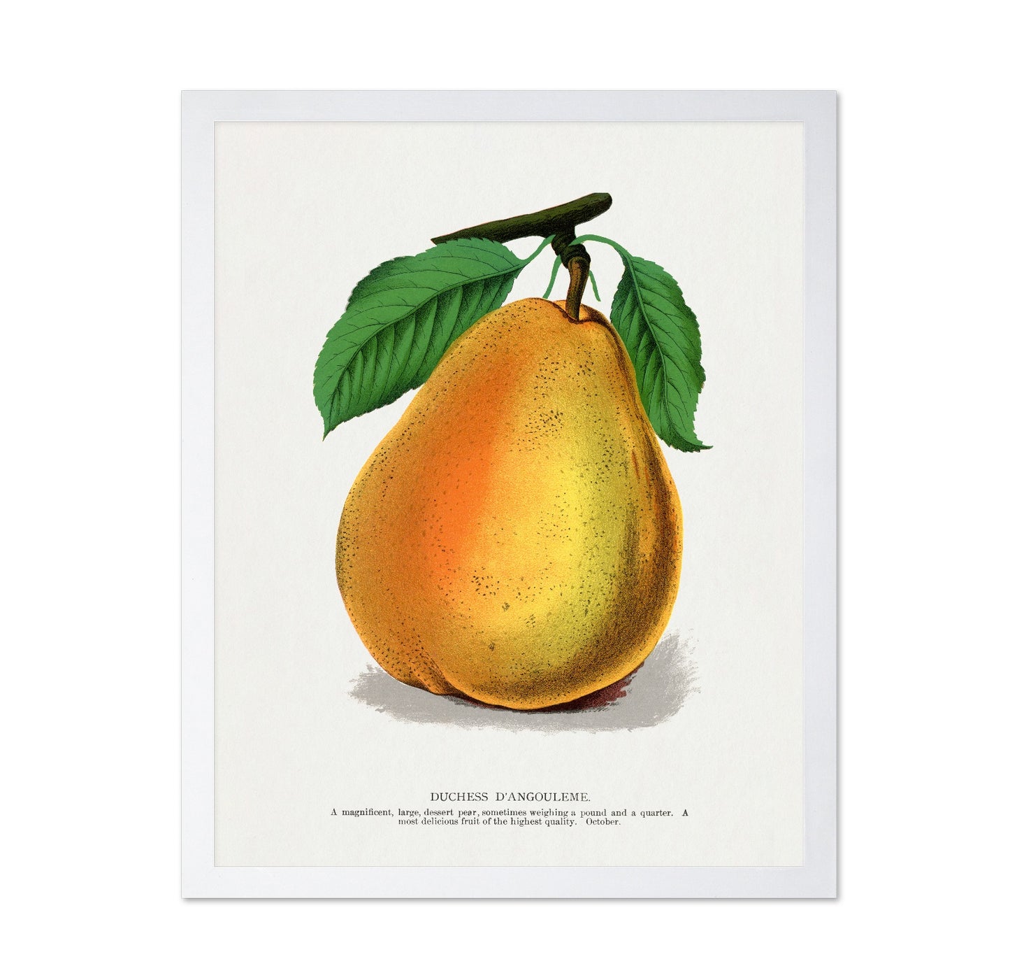 Golden Pear Fruit