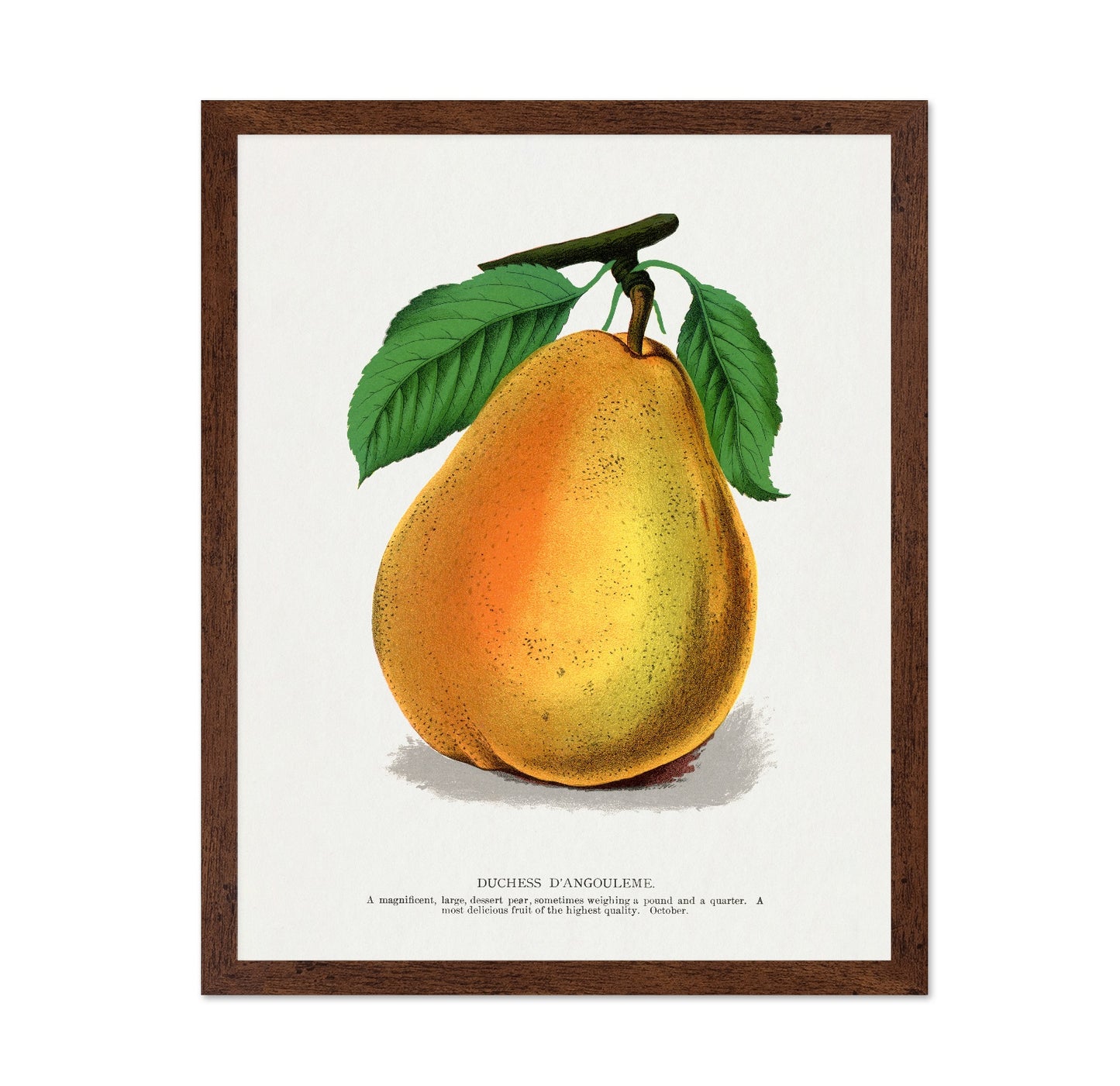 Golden Pear Fruit
