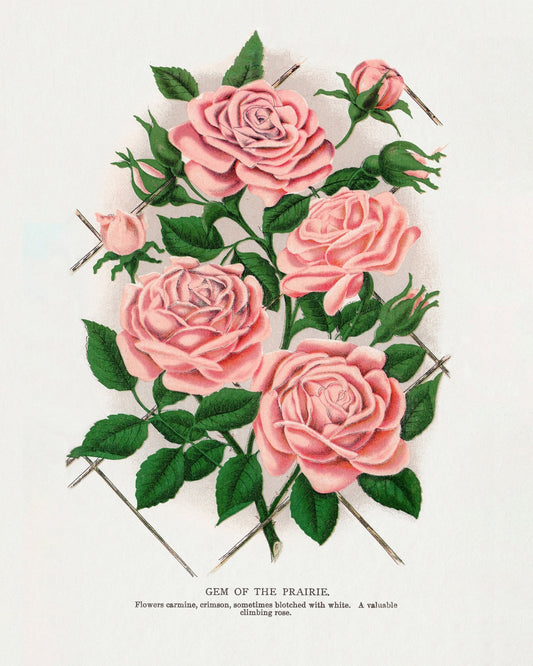 Prairie Rose Cluster