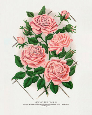 Prairie Rose Cluster