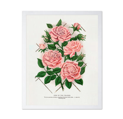 Prairie Rose Cluster