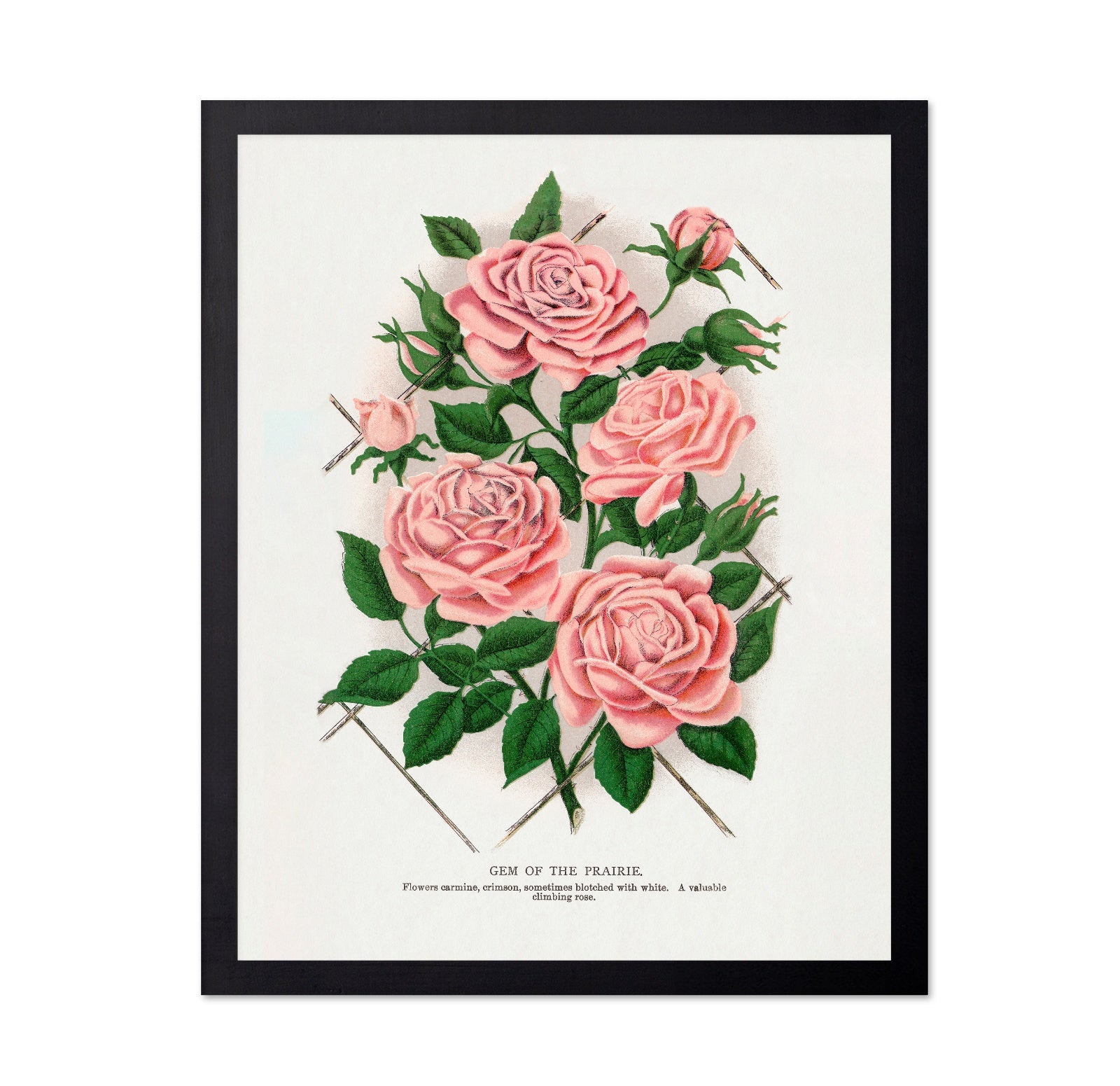 Prairie Rose Cluster