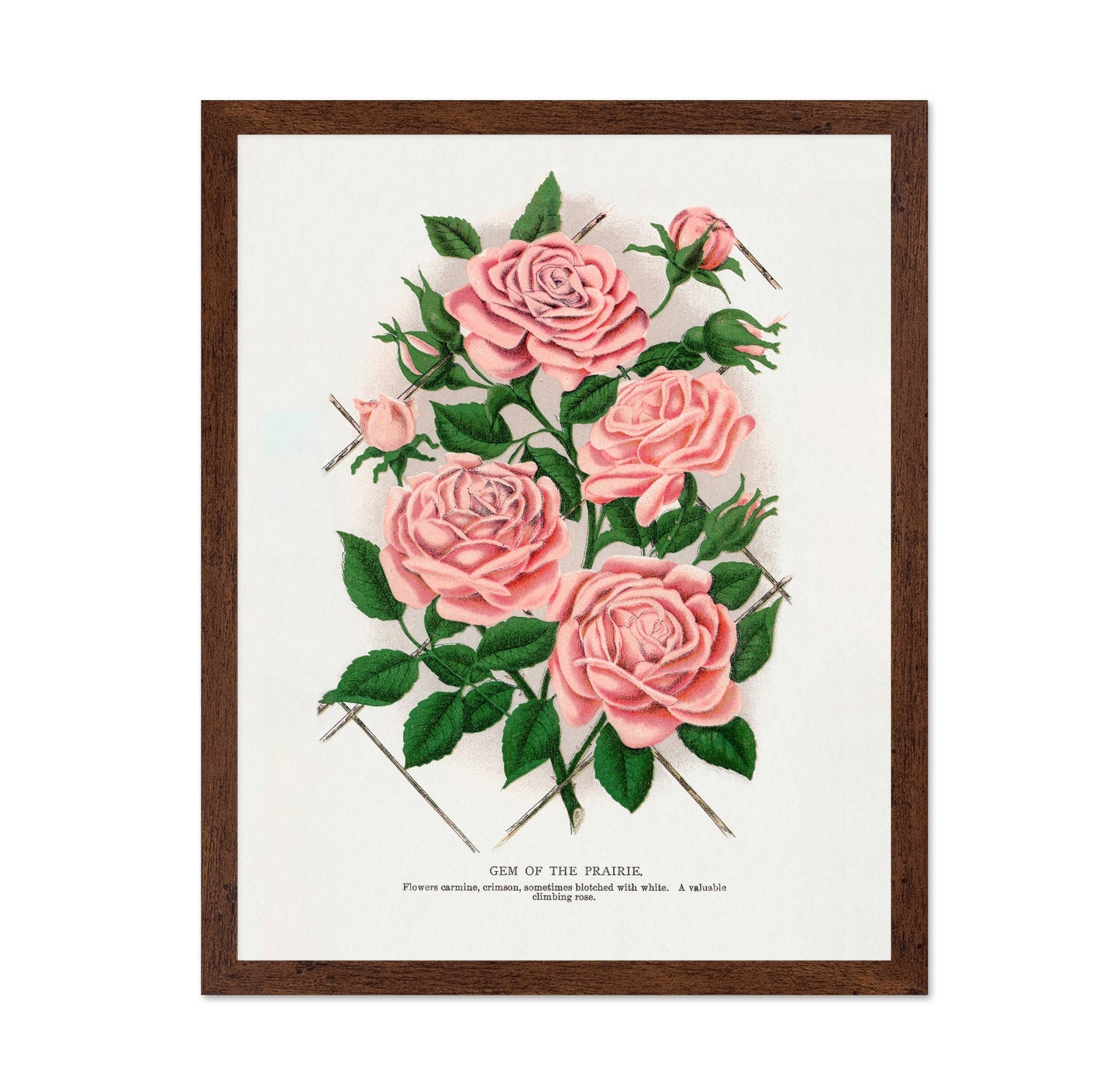 Prairie Rose Cluster