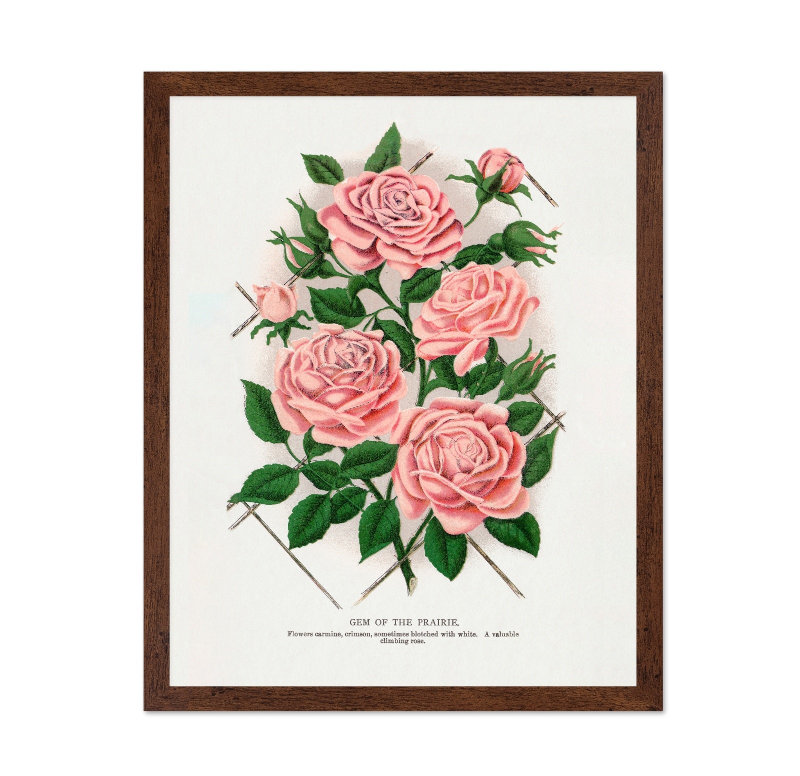 Prairie Rose Cluster