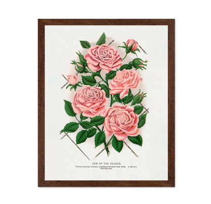 Prairie Rose Cluster