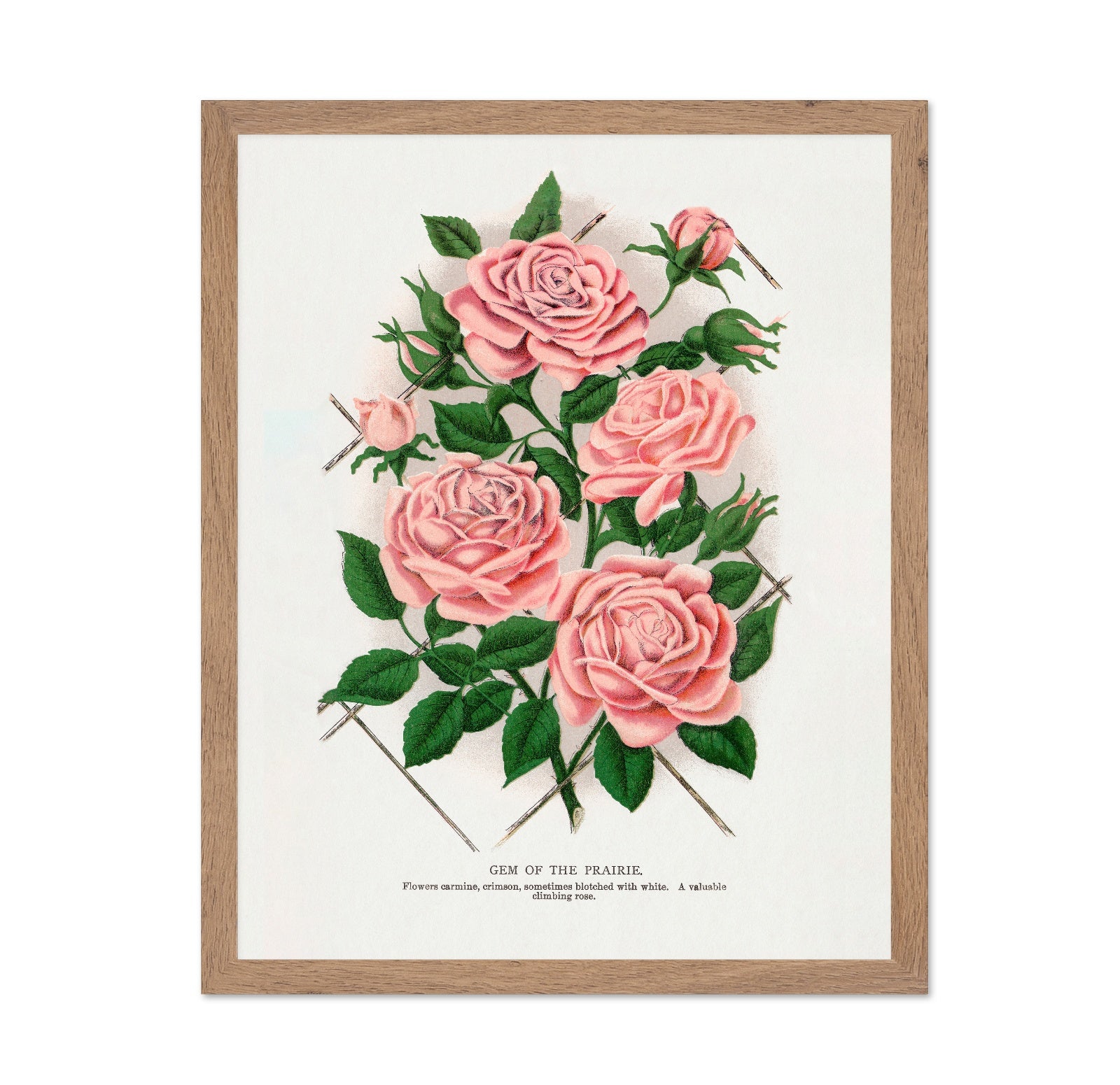 Prairie Rose Cluster