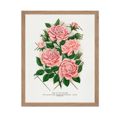 Prairie Rose Cluster