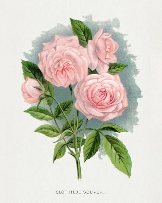Soft Pink Rose Trio