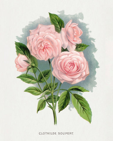 Soft Pink Rose Trio