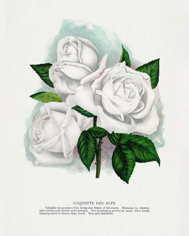 White Rose Cluster