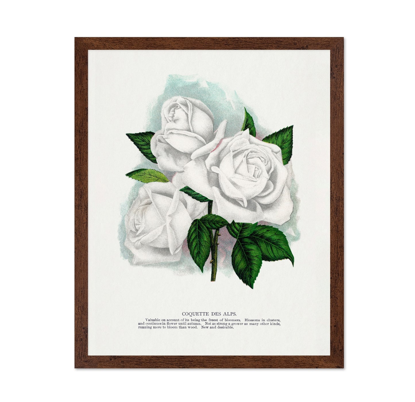 White Rose Cluster