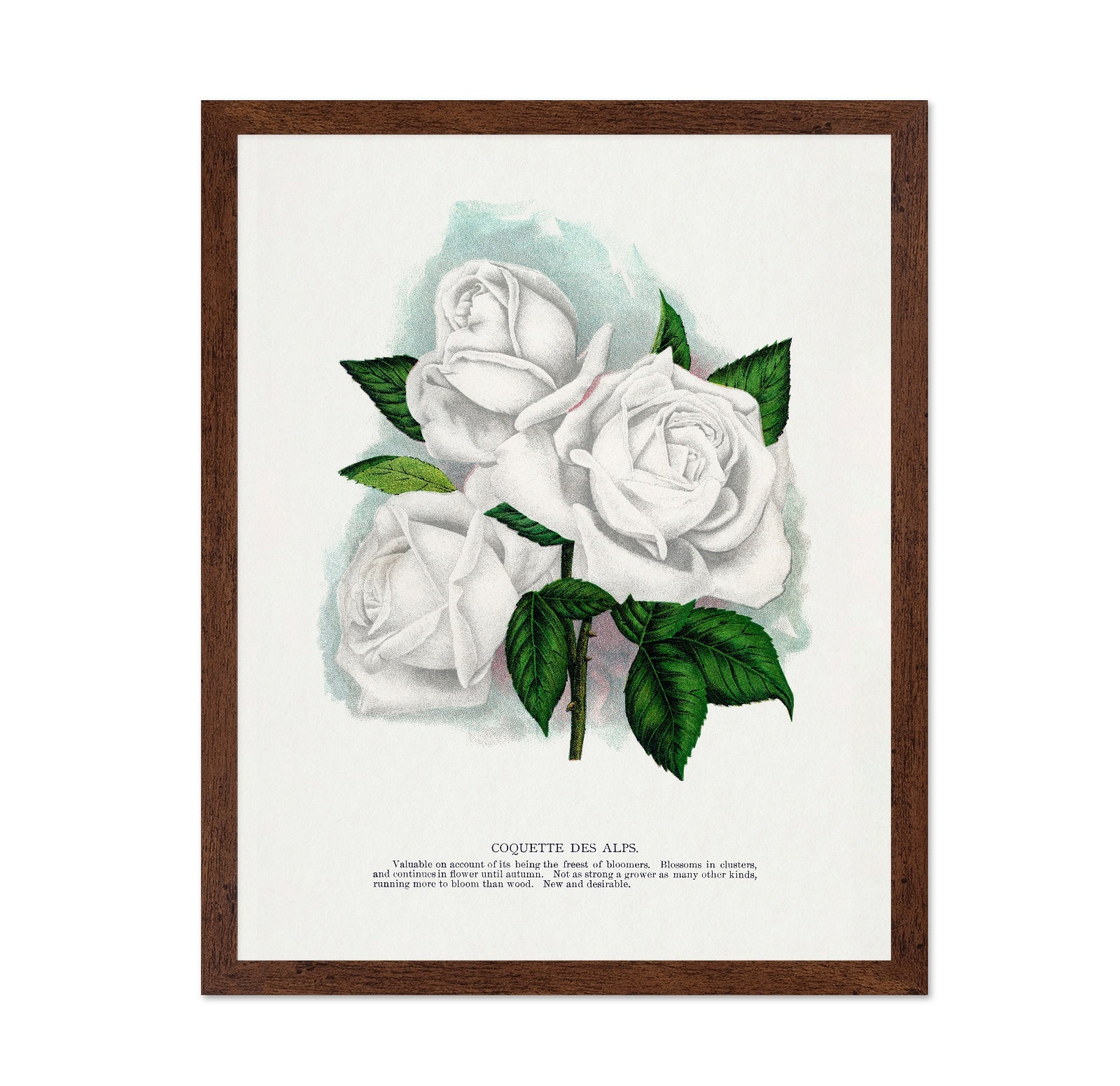 White Rose Cluster