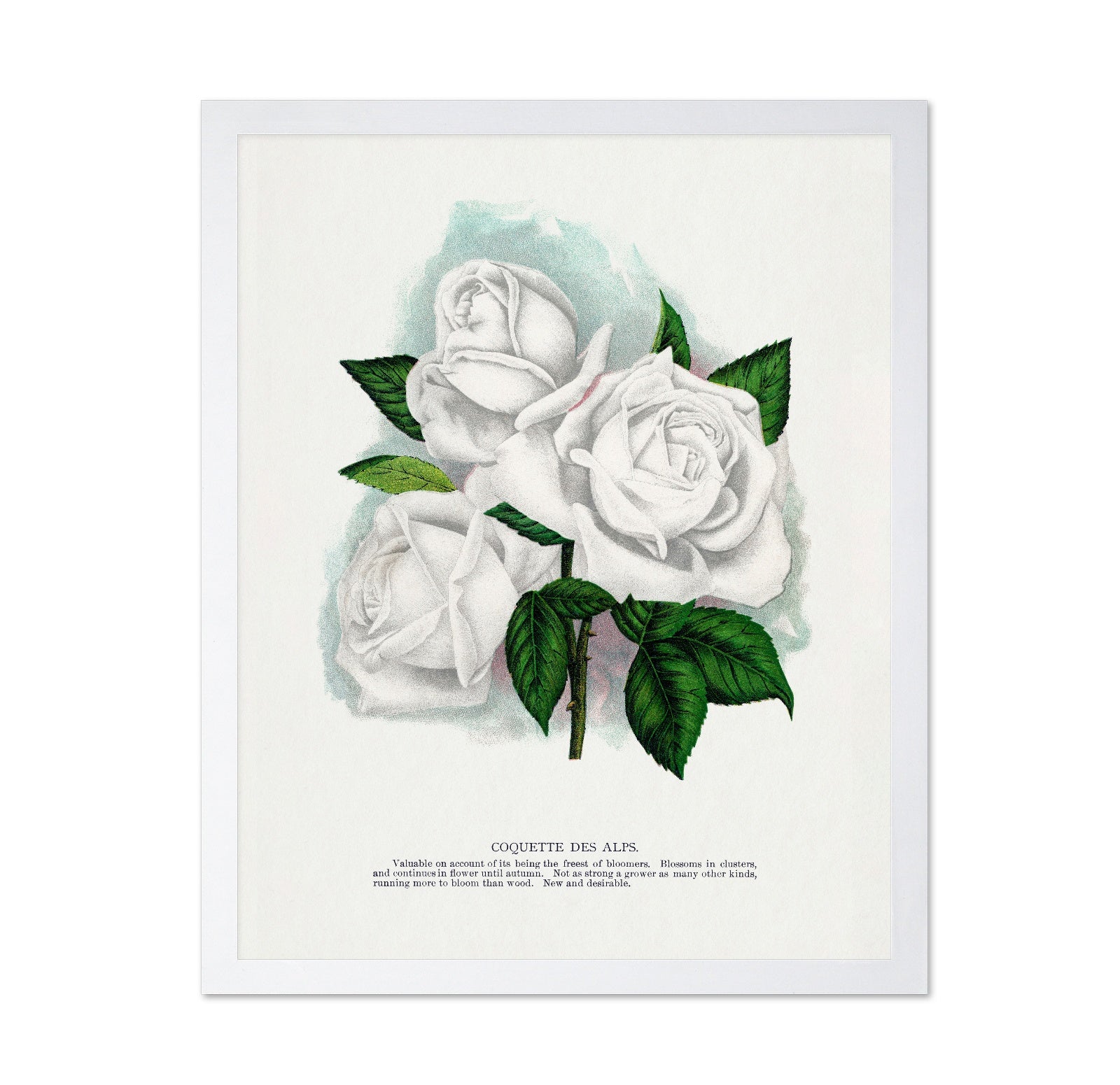 White Rose Cluster
