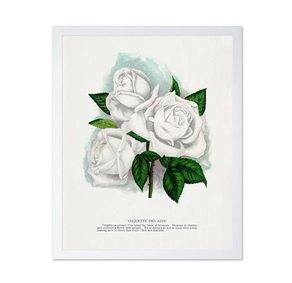 White Rose Cluster