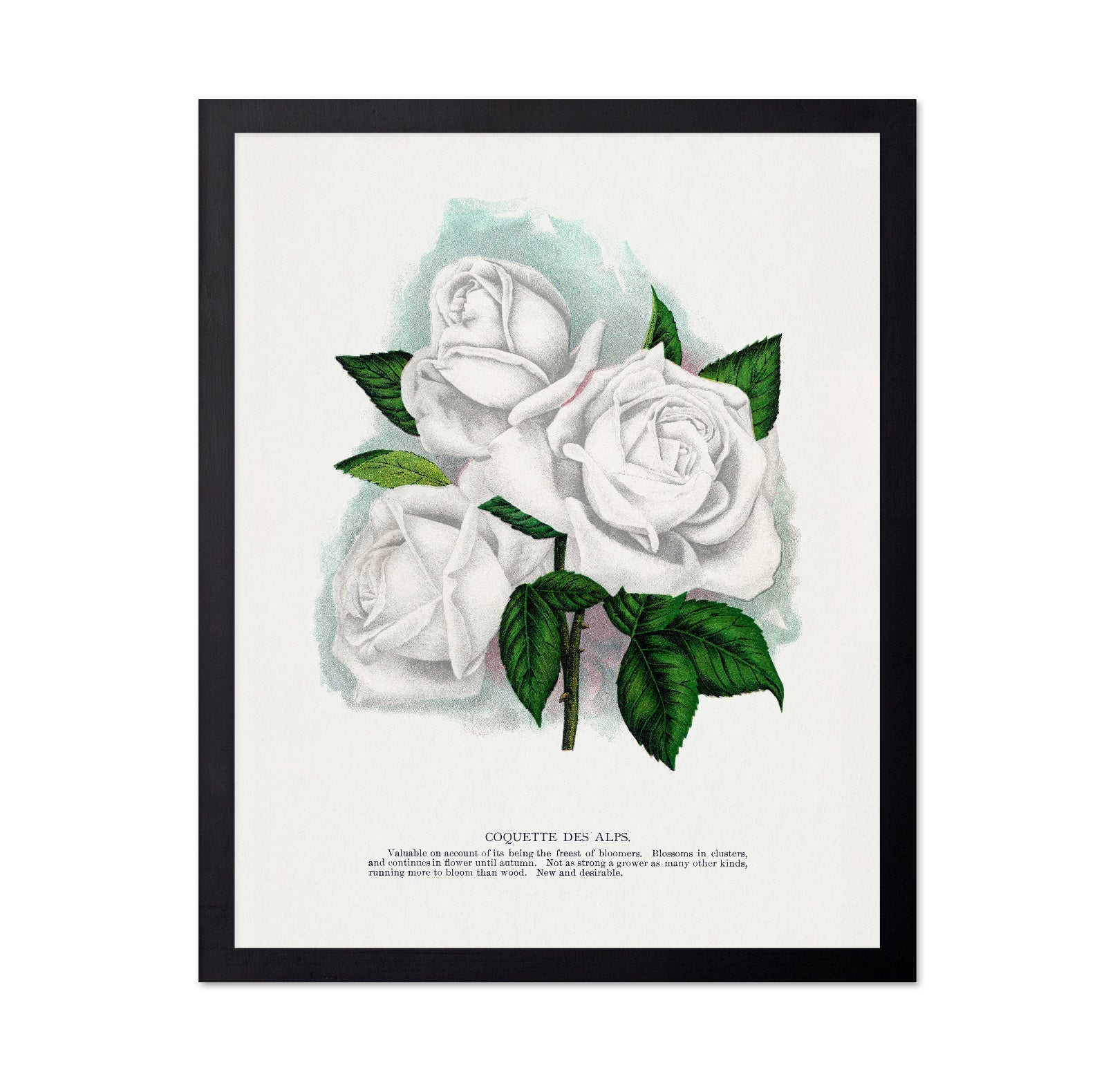 White Rose Cluster