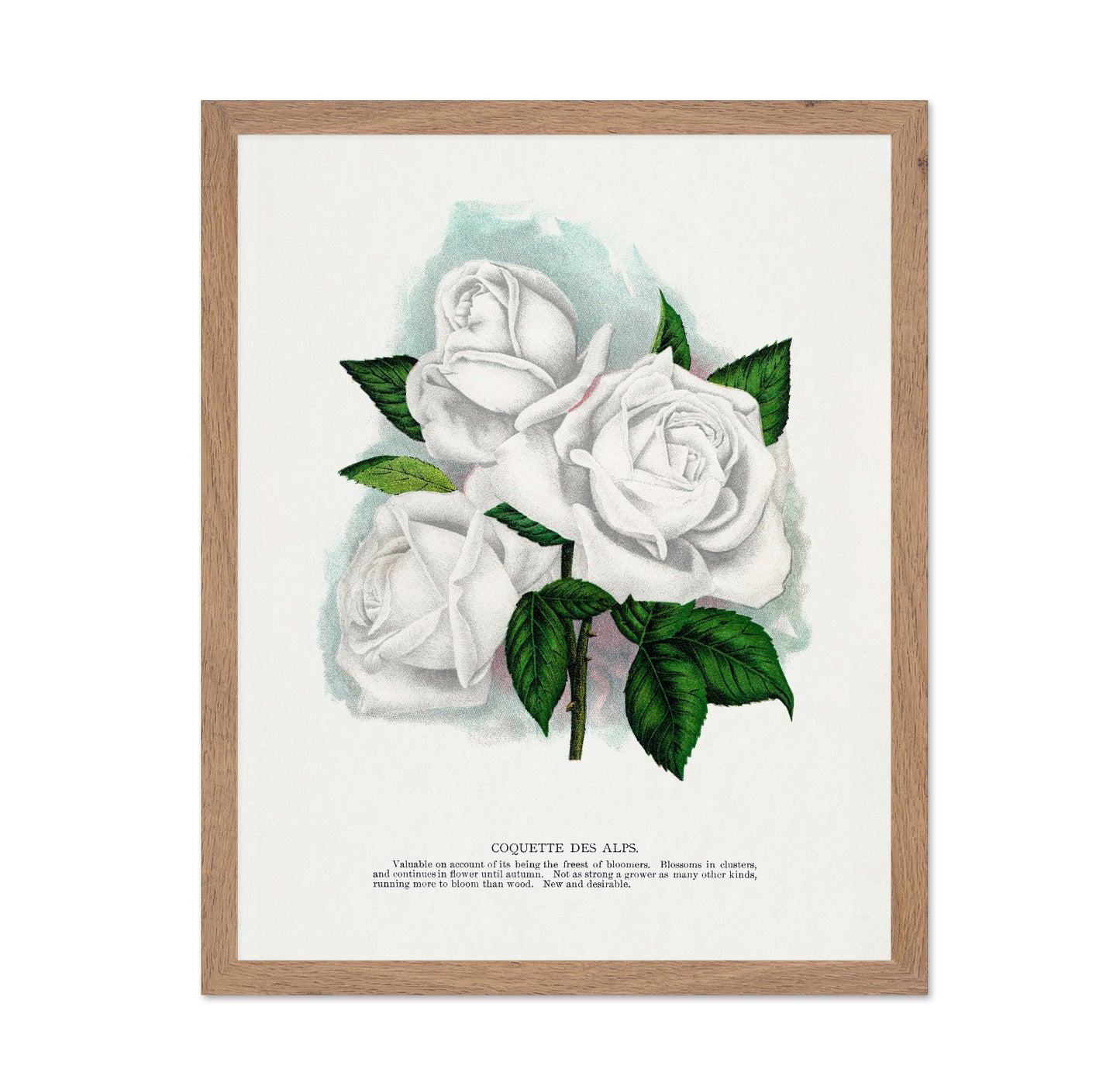 White Rose Cluster