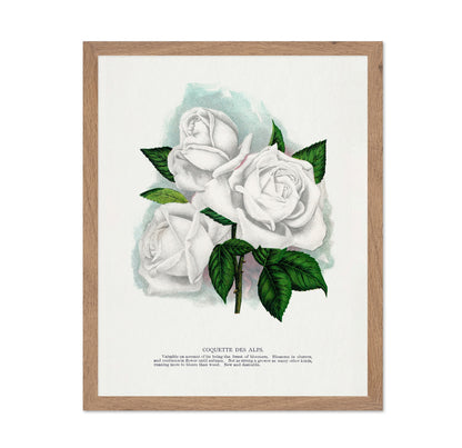 White Rose Cluster