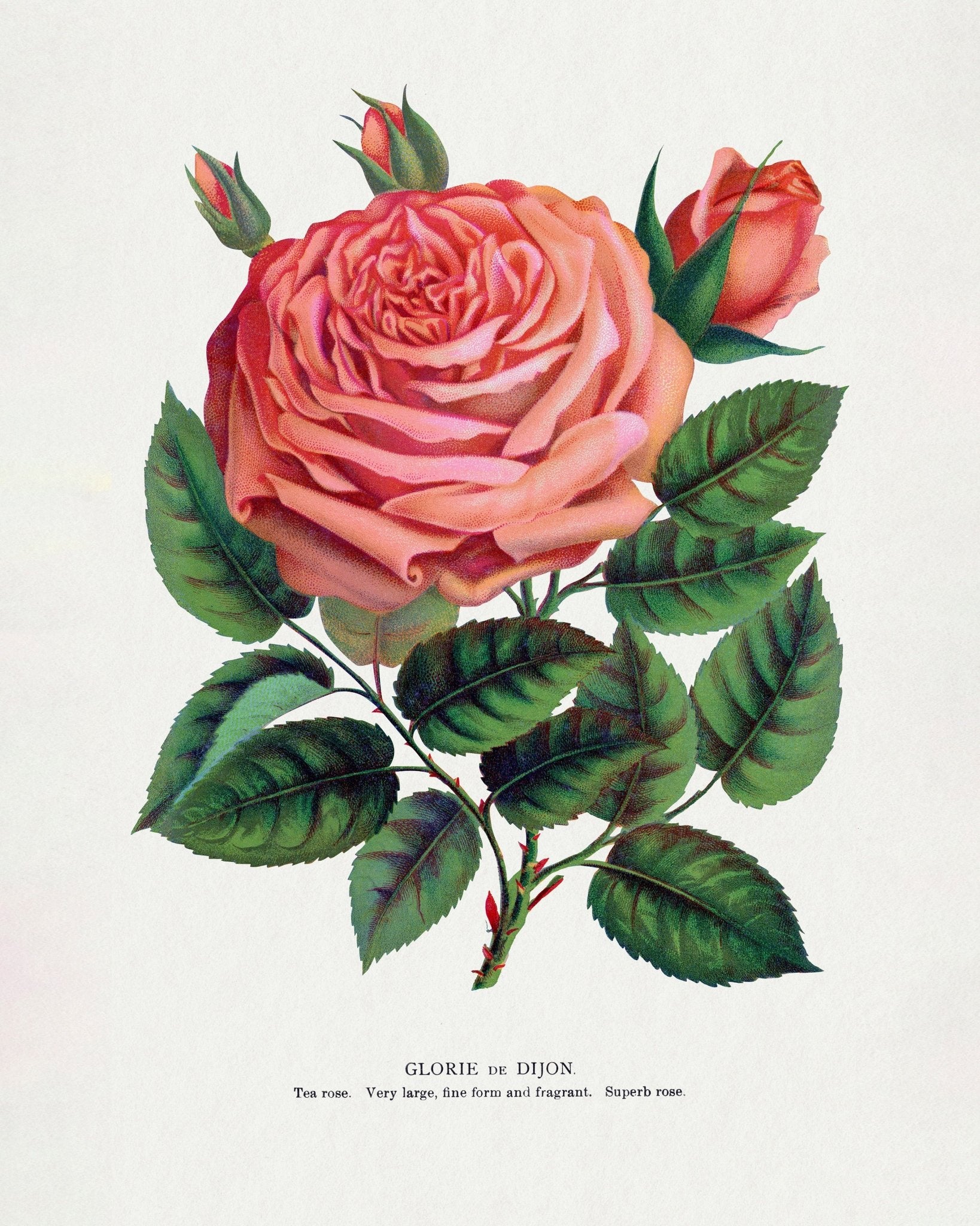 Pink Rose Bloom
