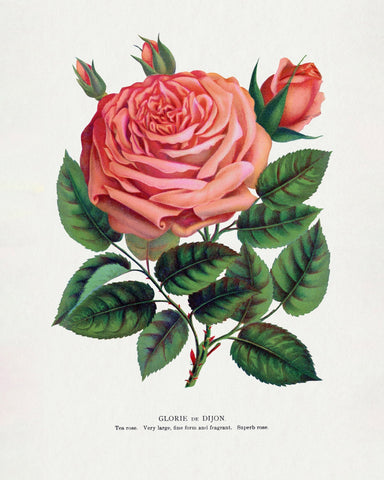 Pink Rose Bloom