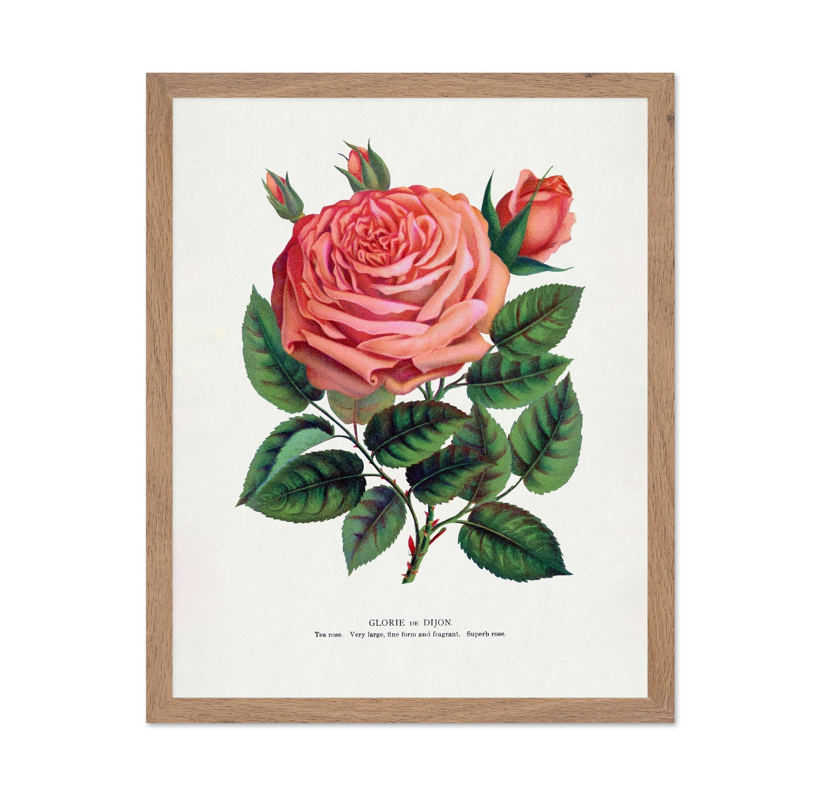 Pink Rose Bloom