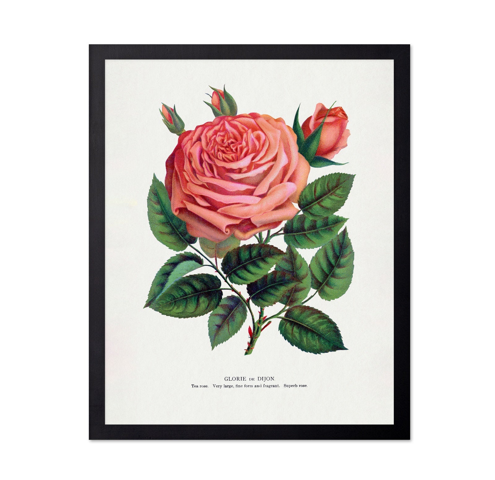 Pink Rose Bloom