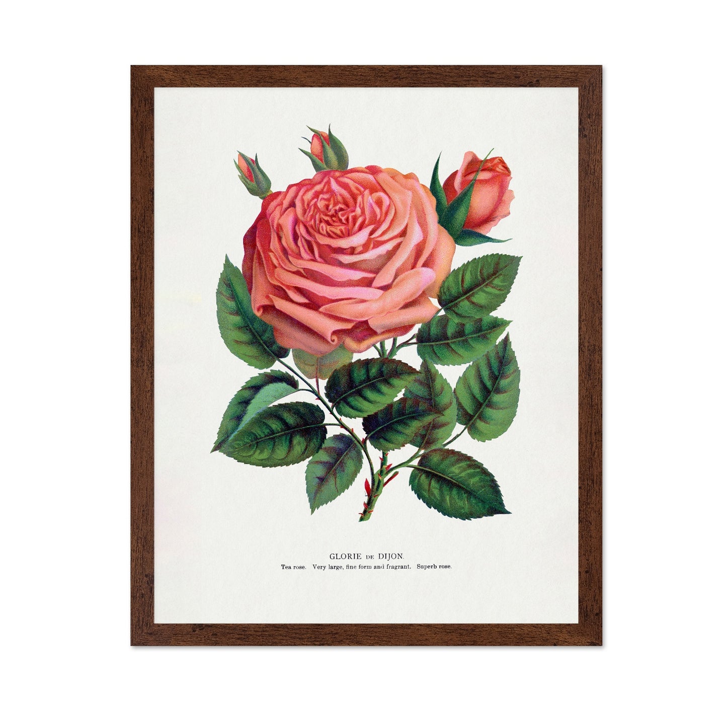 Pink Rose Bloom