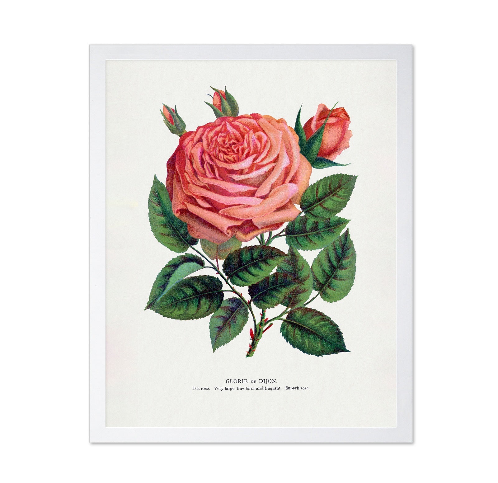 Pink Rose Bloom