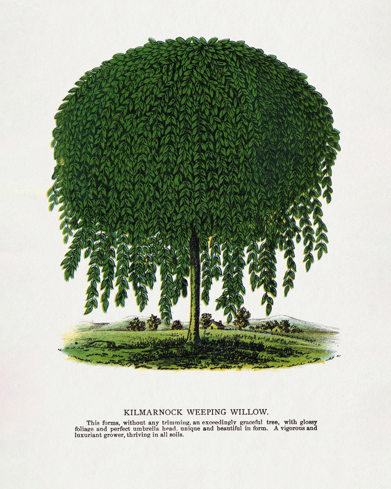 Weeping Willow Tree
